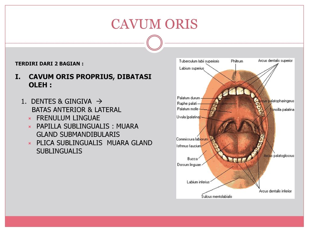 Cavum Oris Fidya DRG. MSI ppt download